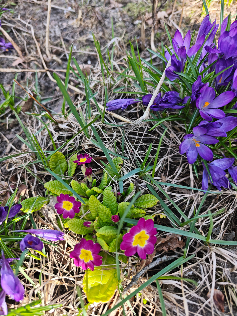 Красная примула