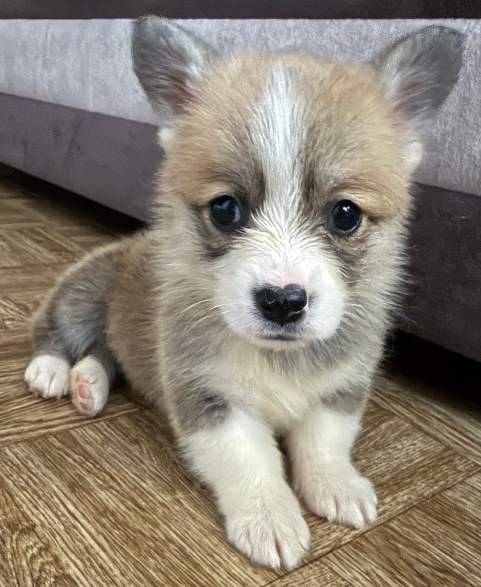 Корги Мафия в детстве 