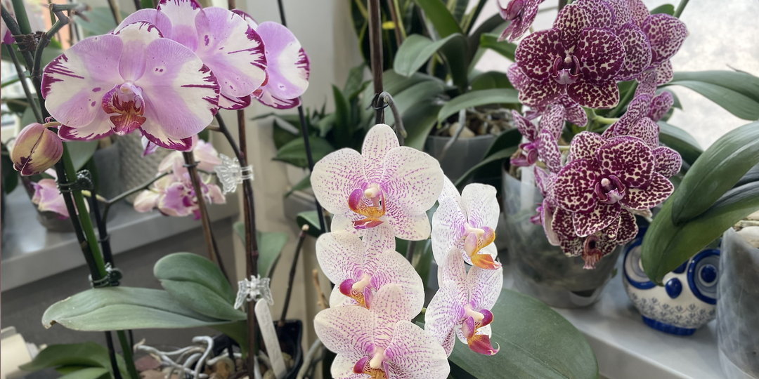 Привяжите меня к батарее. Философия Орхомана