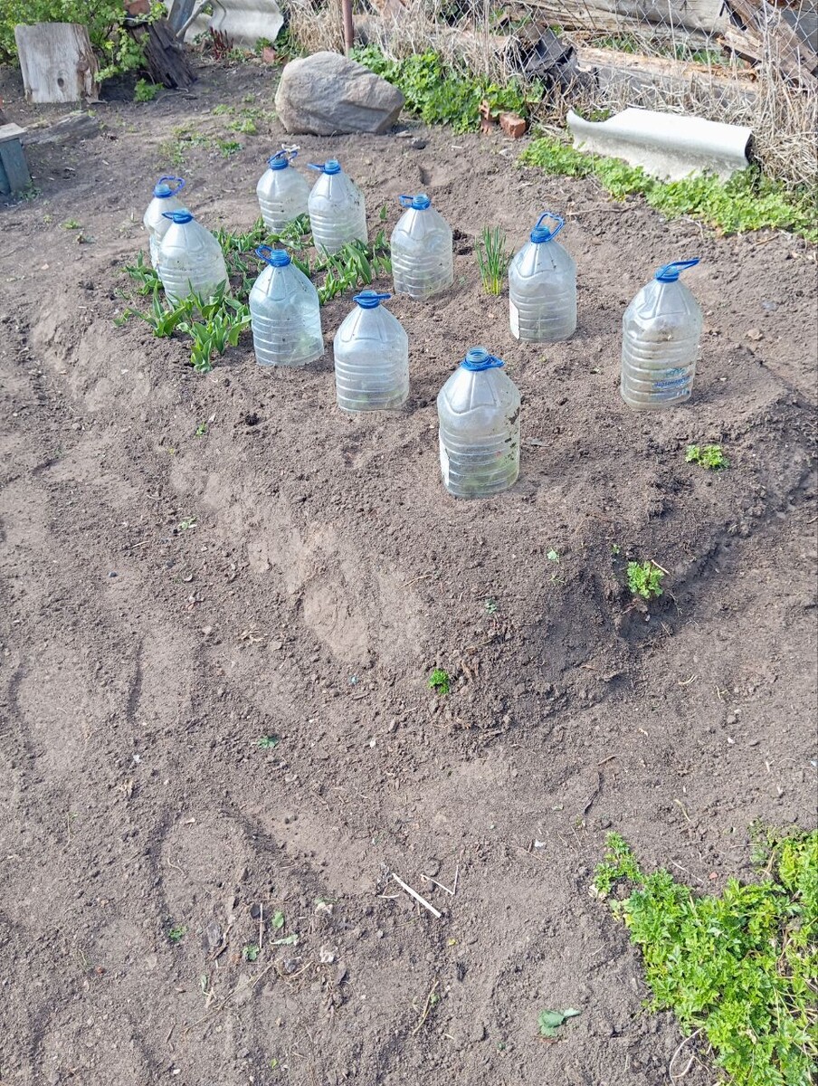 В огороде сухо. 
