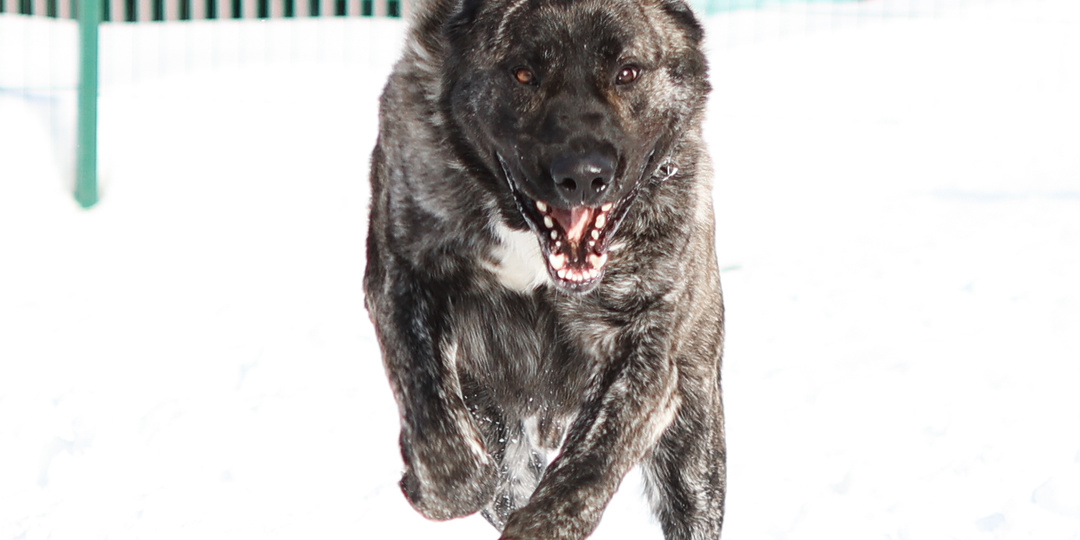 Весь приют в тот день провожал эту большую собаку до дверей. Повод был весомый