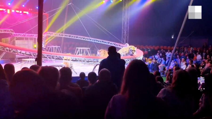 Тигр выпрыгнул в зрительный зал во время циркового представления в Ростове-на-Дону