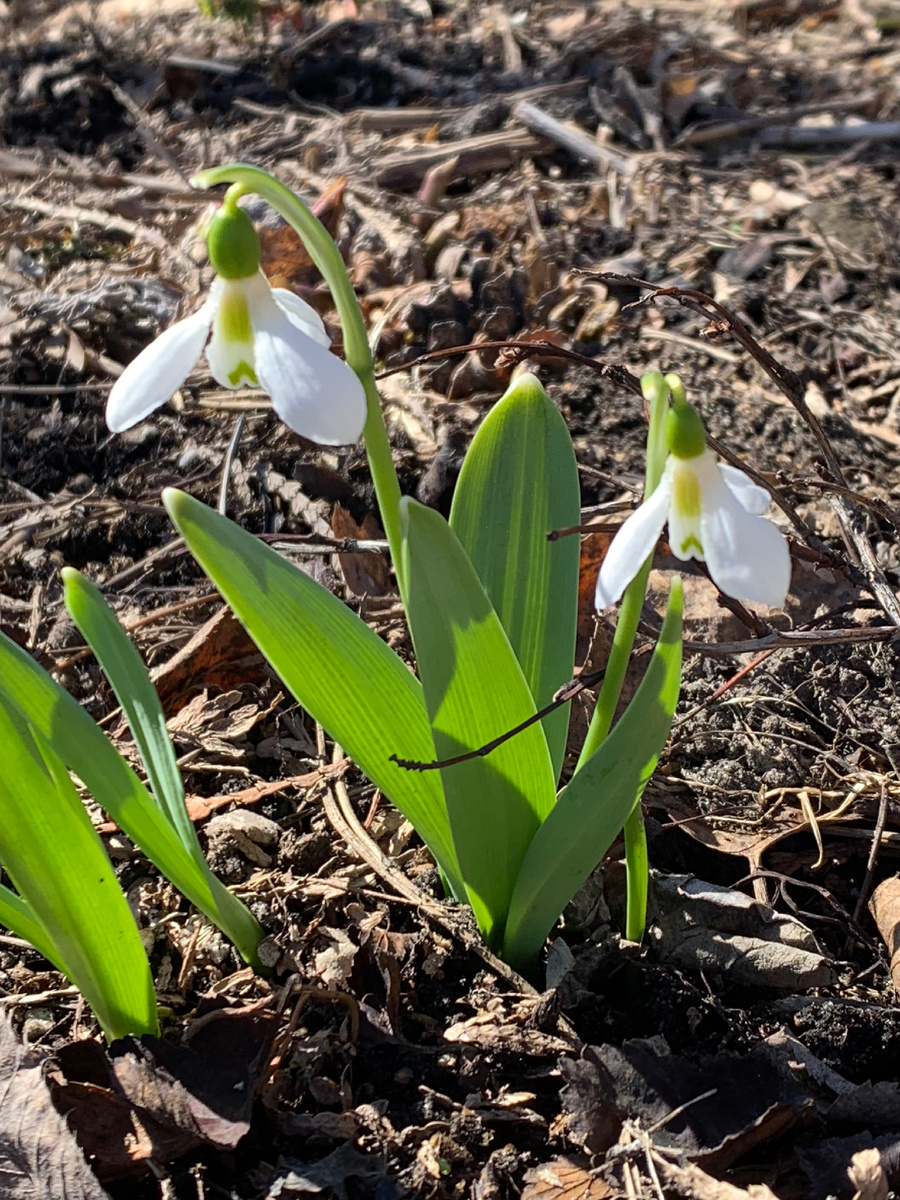 Подснежник Эльвеса