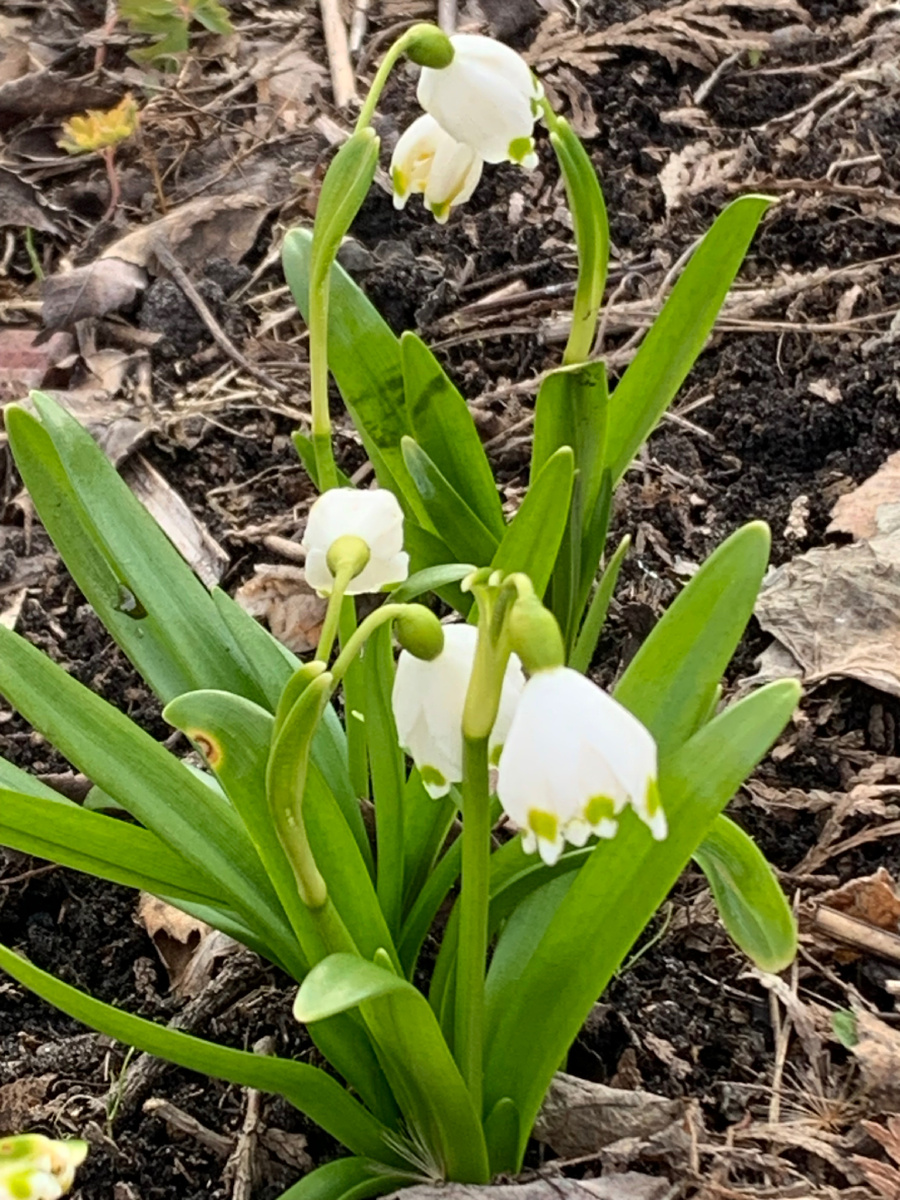 Белоцветник