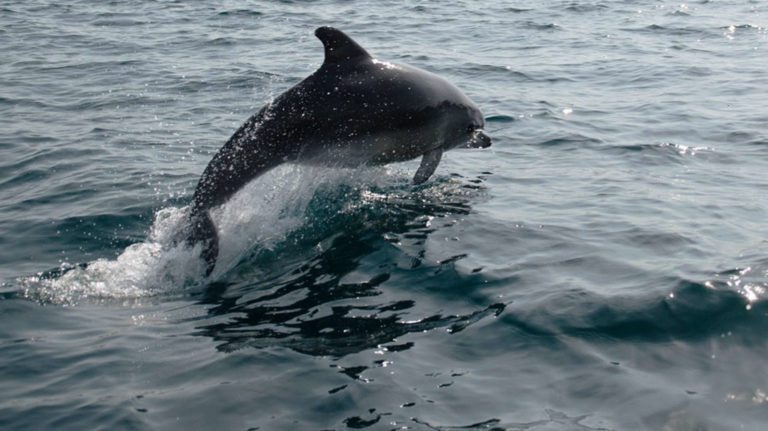 О чем говорят дельфины Черного моря
