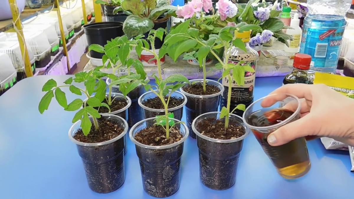 Как ускорить рост рассады если она замерла.