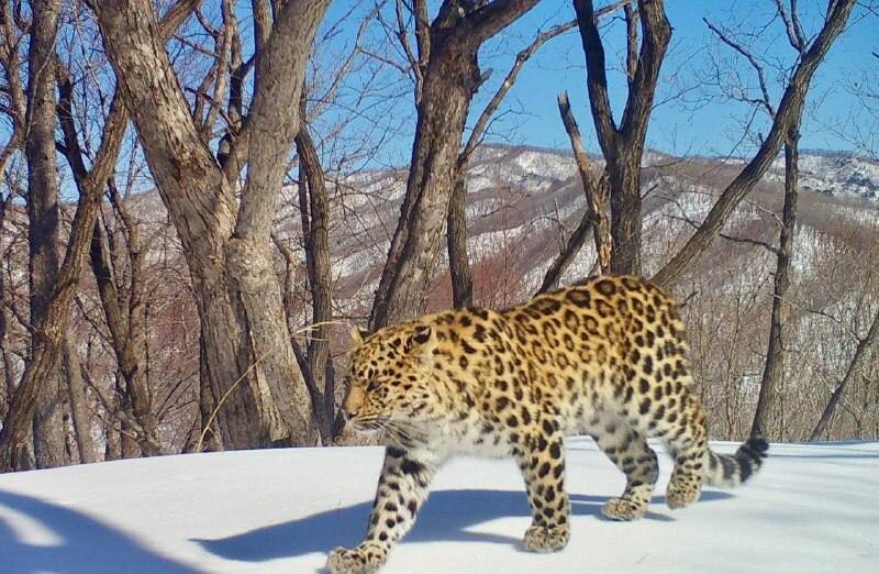 t.me/s/amurleo_land/8167