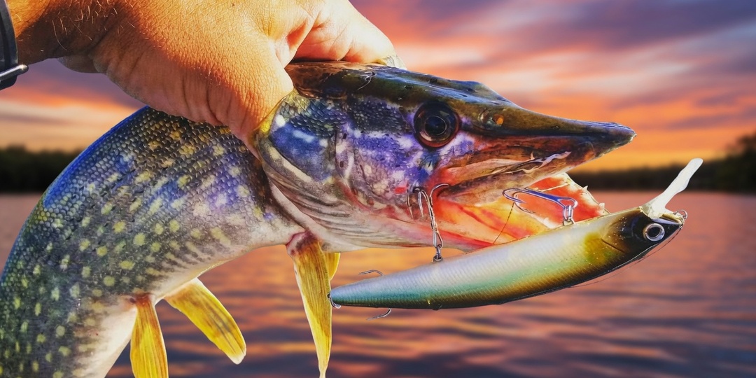 Гениальная приманка из аптеки - заставляет хищника атаковать даже в бесклевье