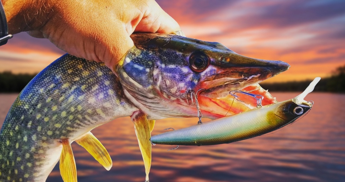 Щука не против рыбьего жира