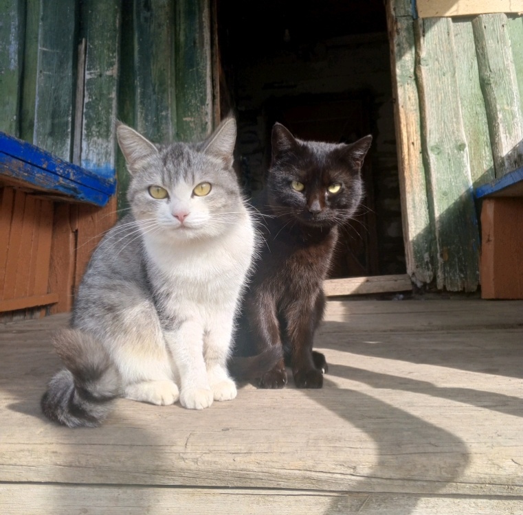 Пушистики такие у знакомой 😊 Дом деревенский старый, внутри нормальный ремонт. Знакомая с мужем в процессе ремонта квартиры, вот пока в этом доме живут 