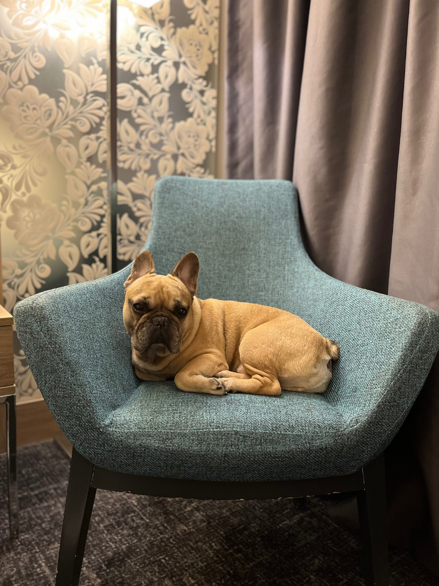 Лео отдыхает после длительной прогулки 