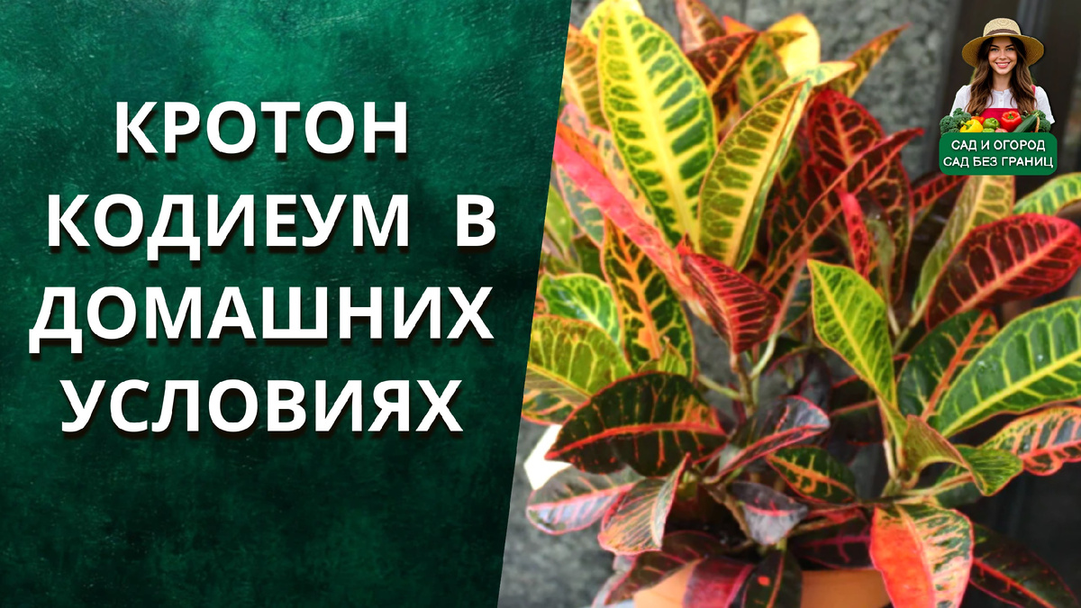 КРОТОН / КОДИЕУМ уход в домашних условиях