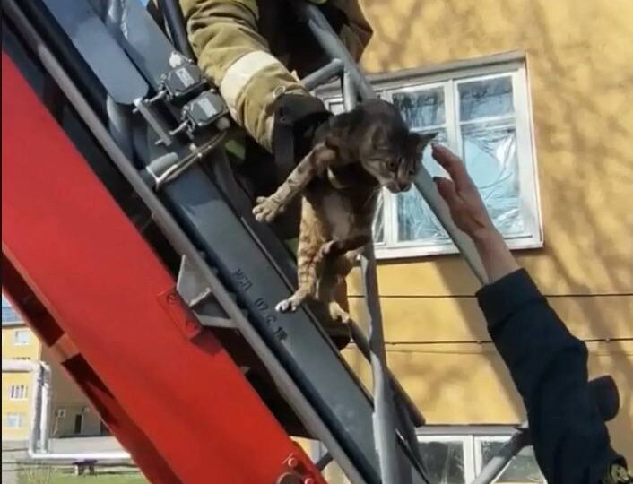 ✅ В Рошале проведена операция по спасению животного с дерева