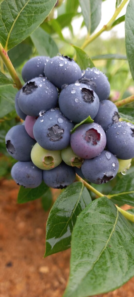 Голубика очень любит дождевание