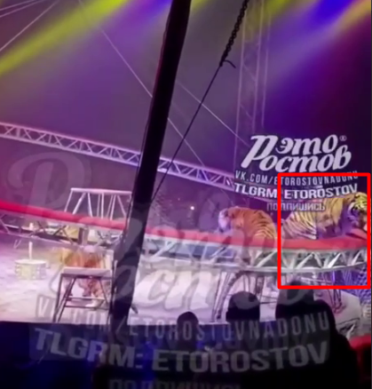    Фото: Скриншот Telegram/Это Ростов