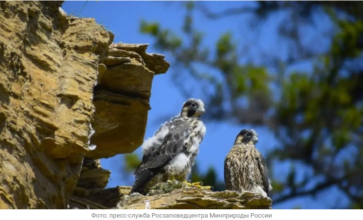 Источник новости: https://nia.eco/2026/04/16/113290/