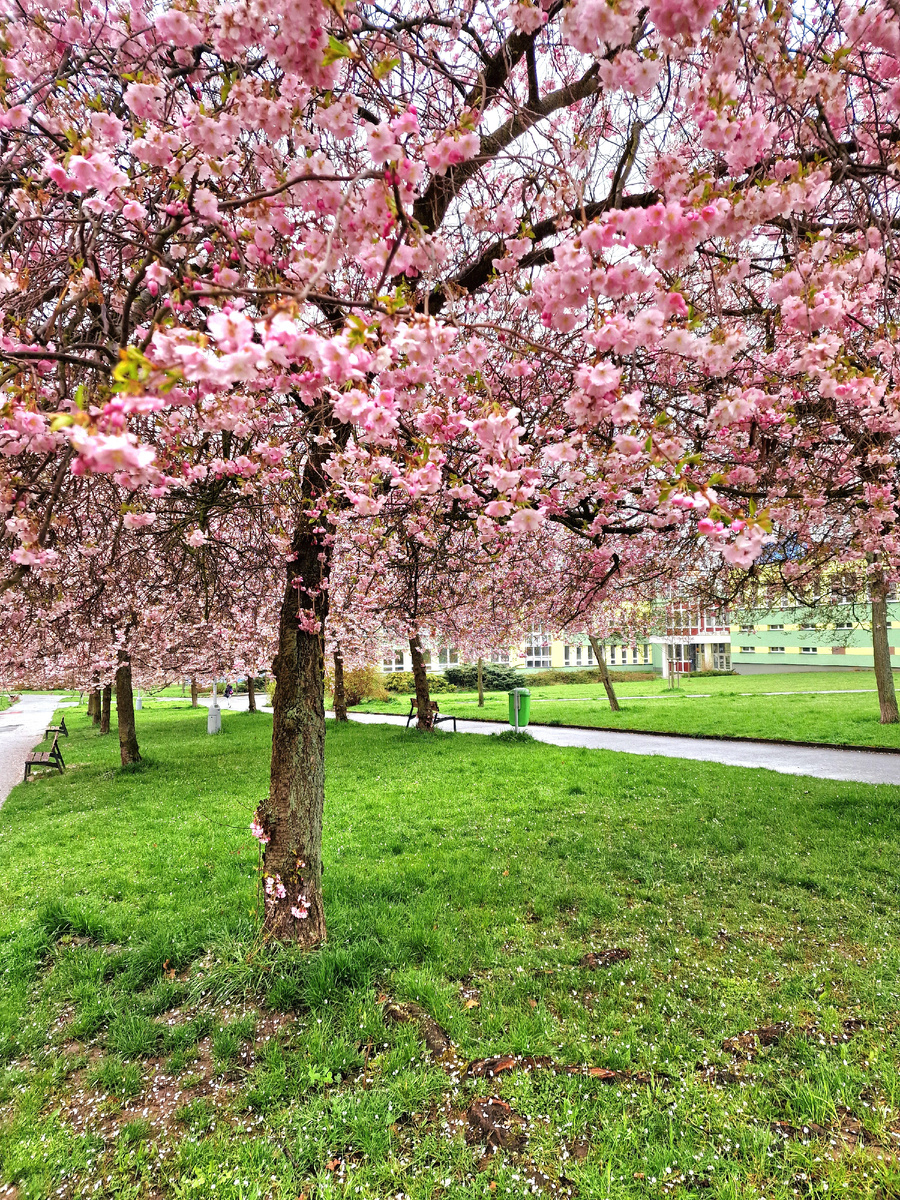 фото автора: вот такая красота у нас в Пльзене. Уже оцветает. Представляете, как это выглядит в пражских садах? Нынче я до них так и не добралась