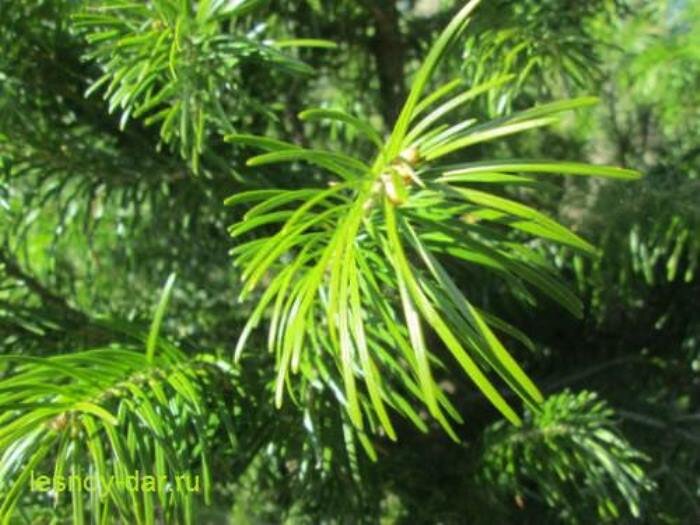 Применение пихты сибирской