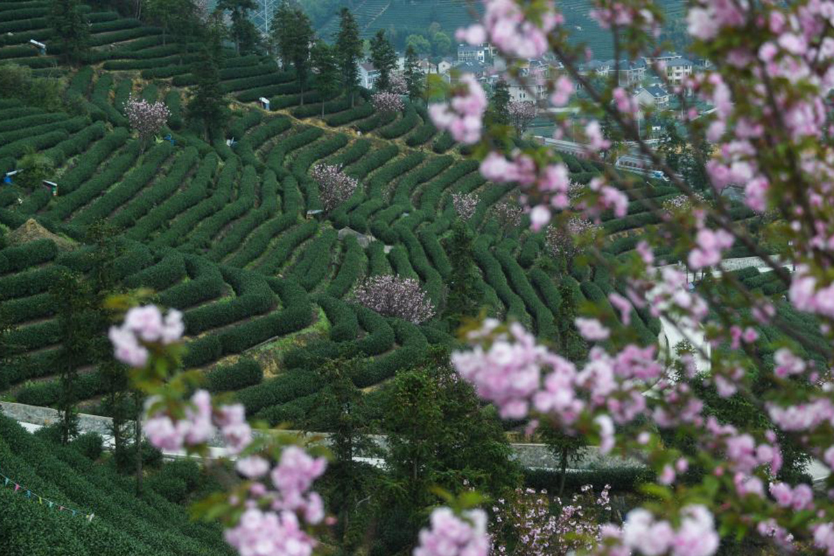 Китайский чай