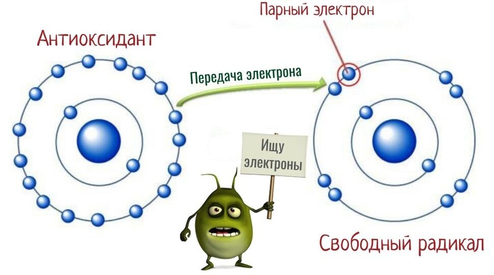 Свободные радикалы: диверсанты внутри нас. Как обезвредить врага?
