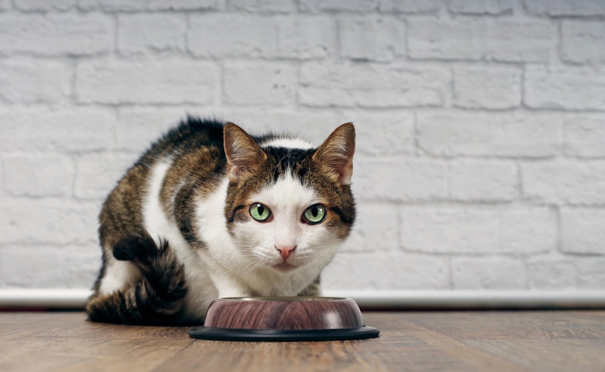    Для кошек подходят одинарные миски, потому что они соответствуют инстинктам питомца