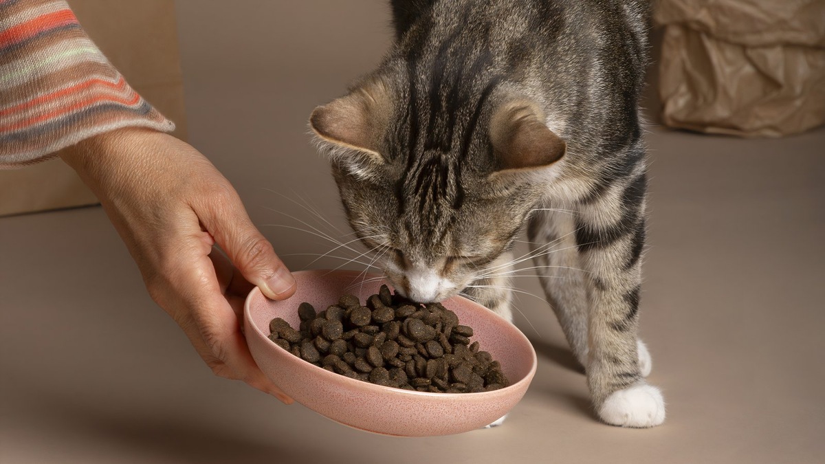    Керамические миски легко моются и подходят большинству кошек