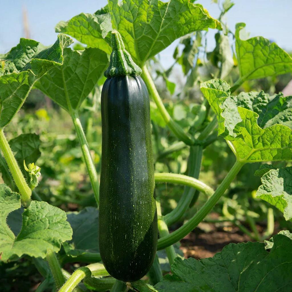 Тишина под листьями