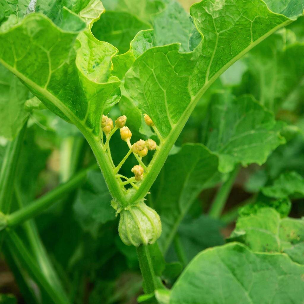 Первый подсказавший лист