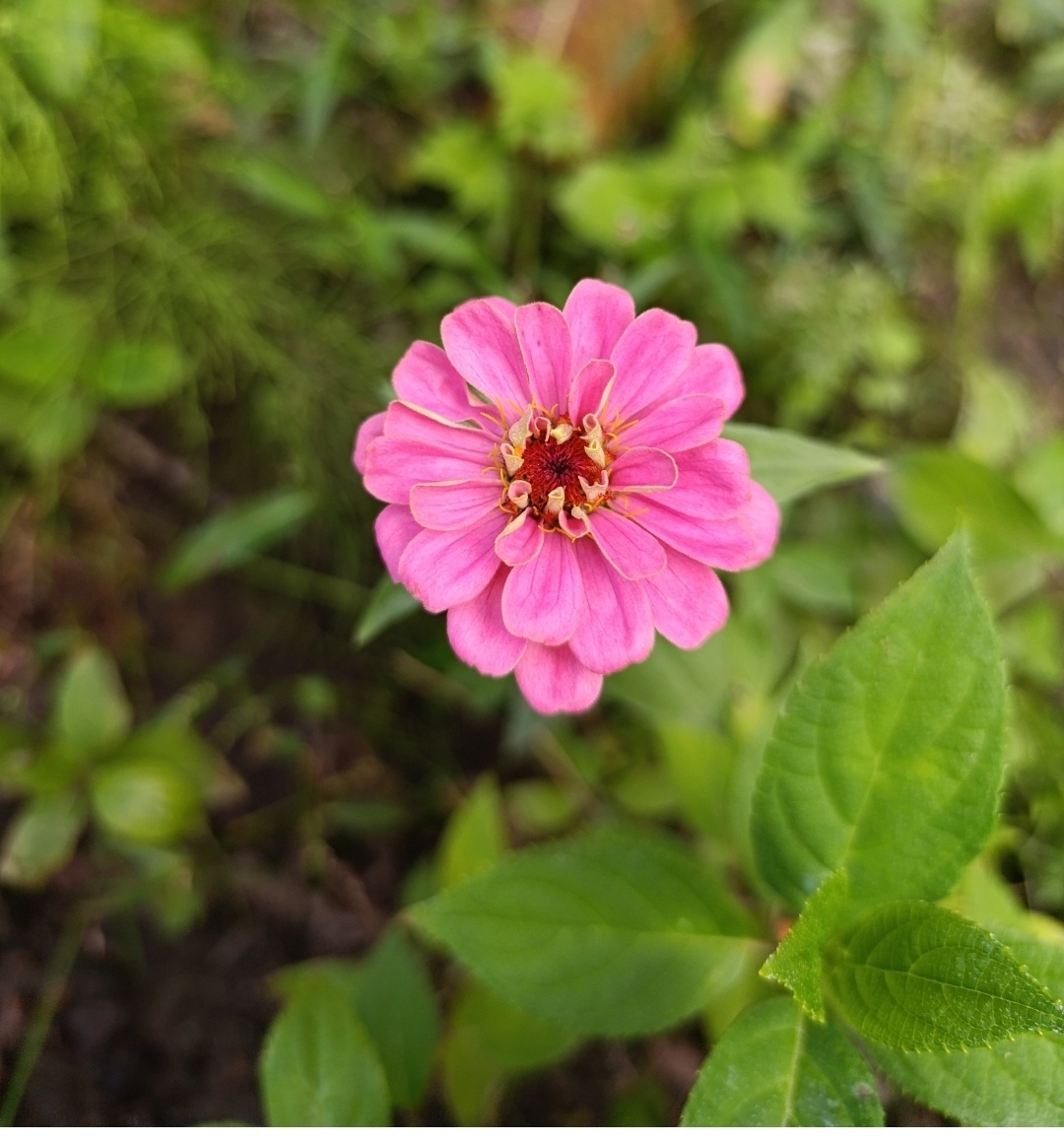 Прошлый год. Цинния