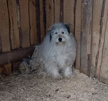 Без вас мы не сможем построить ни вольеры, ни будки! А они нужны нашим хвостикам!🙏