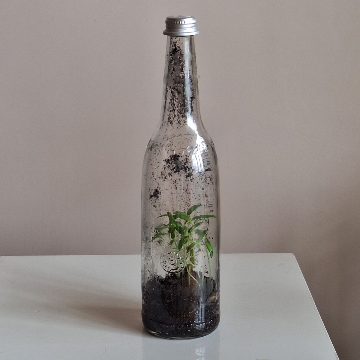 Вот так выглядит бутылка с рассадой томатов без прекрас. Можно конечно взять длинную кисточку, чтобы очистить поверхность стекла, но  не стала этого делать, чтобы показать процесс во всей красе.