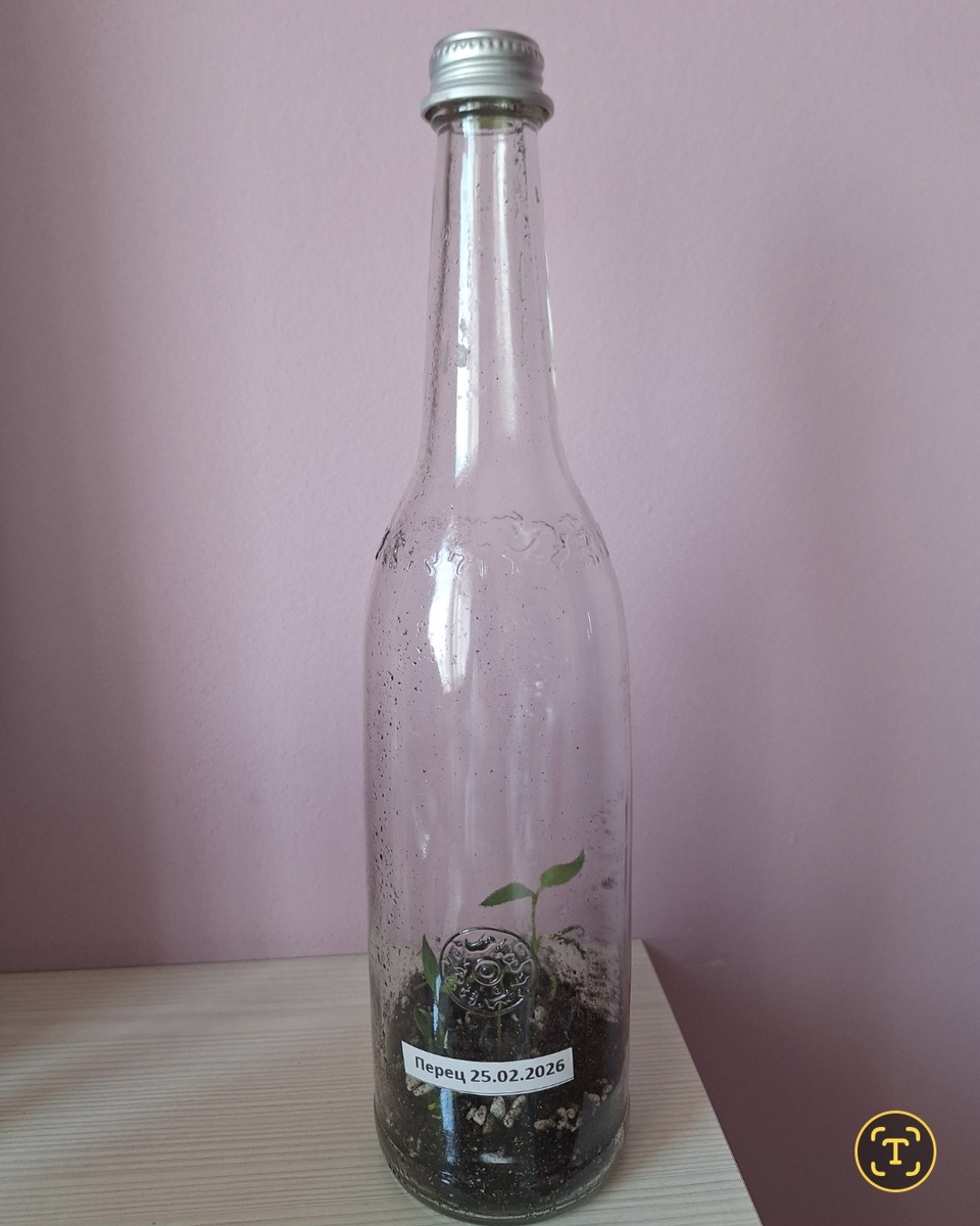 А это перцы. Сейчас они значительно больше. 