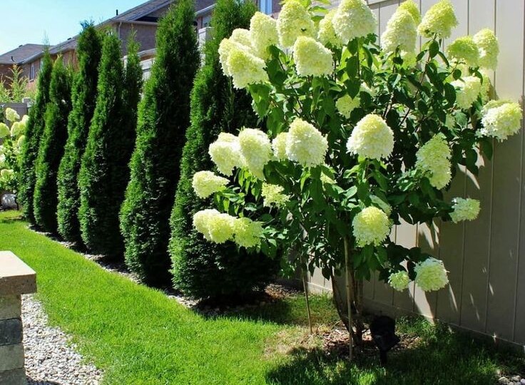 Как вырастить гортензию на штамбе: пошаговая инструкция и лучшие сорта для сада