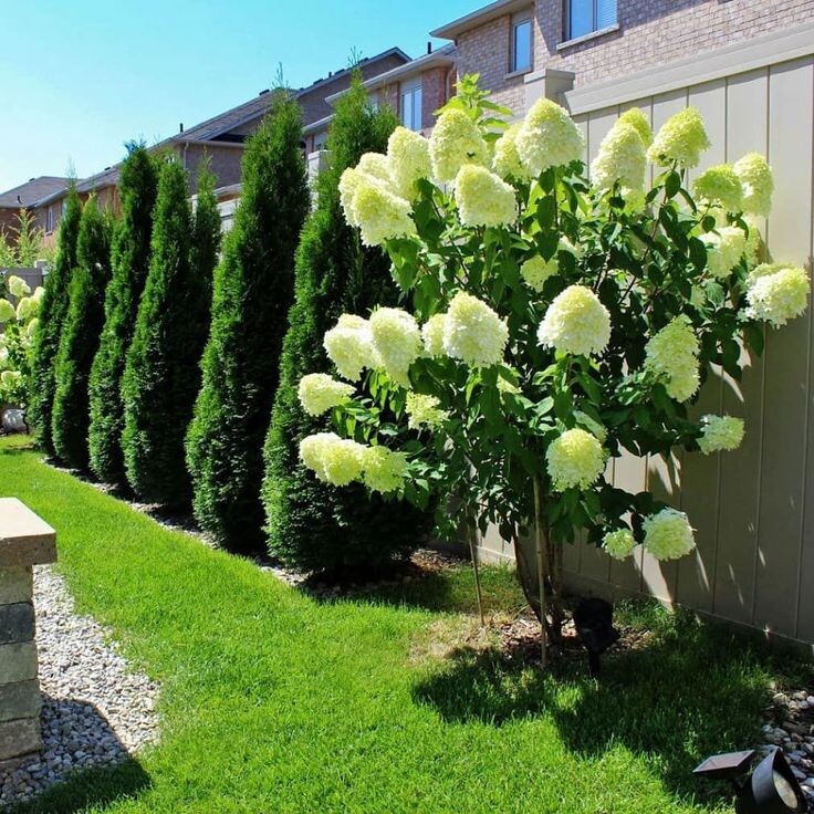 Гортензия «Limelight» (Лаймлайт) на штамбе: кремово‑зелёные соцветия, аккуратная крона, прямой ствол. Идеально для посадки у входа в дом. Фото: из открытых источников.