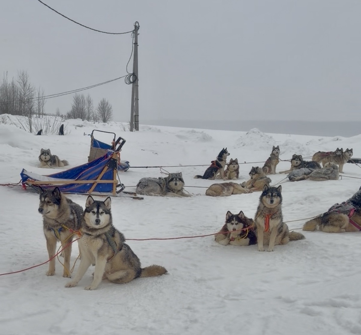 Хаски очень любят бегать и с нетерпением ждут этого момента.