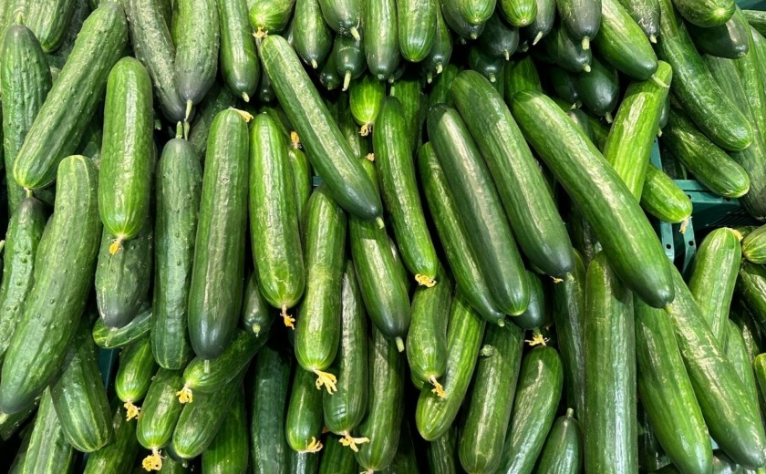 Тульская компания продавала в интернете незарегистрированные семена огурцов и помидоров