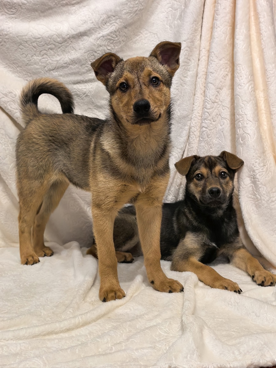 Молния-рыжулька и потемнее Гроза.