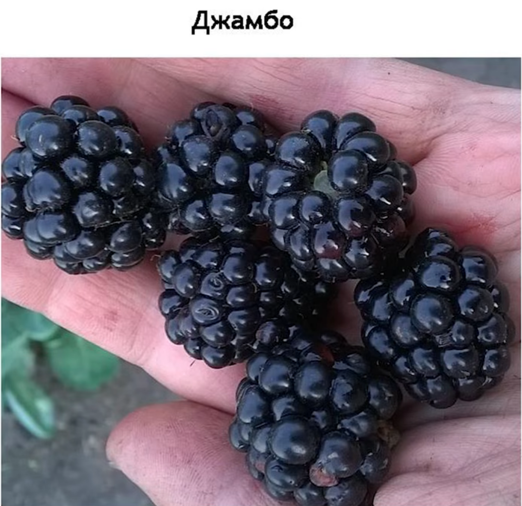 Сорт ежевики- Джамбо