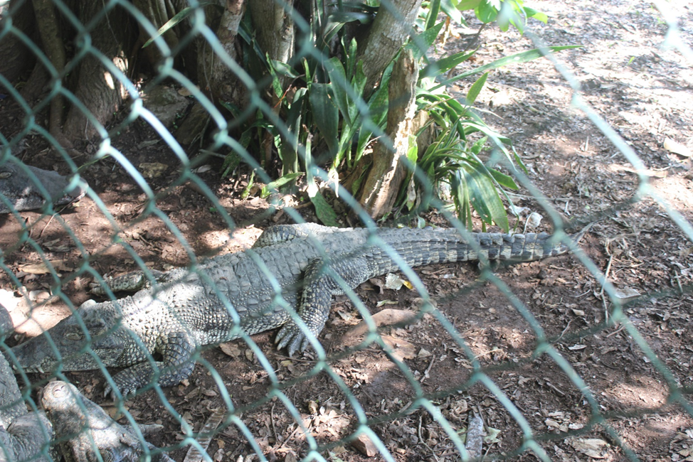 Кубинский крокодил.