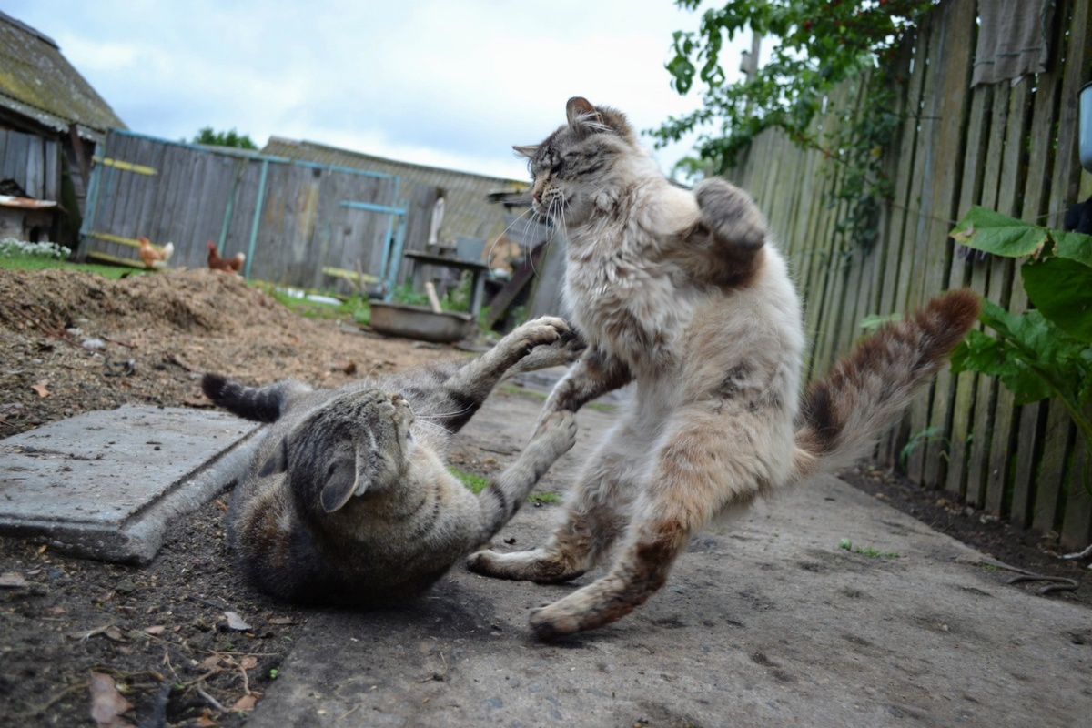 Новичок? Забейся в угол, здесь всё моё. Я тут весь год живу.  