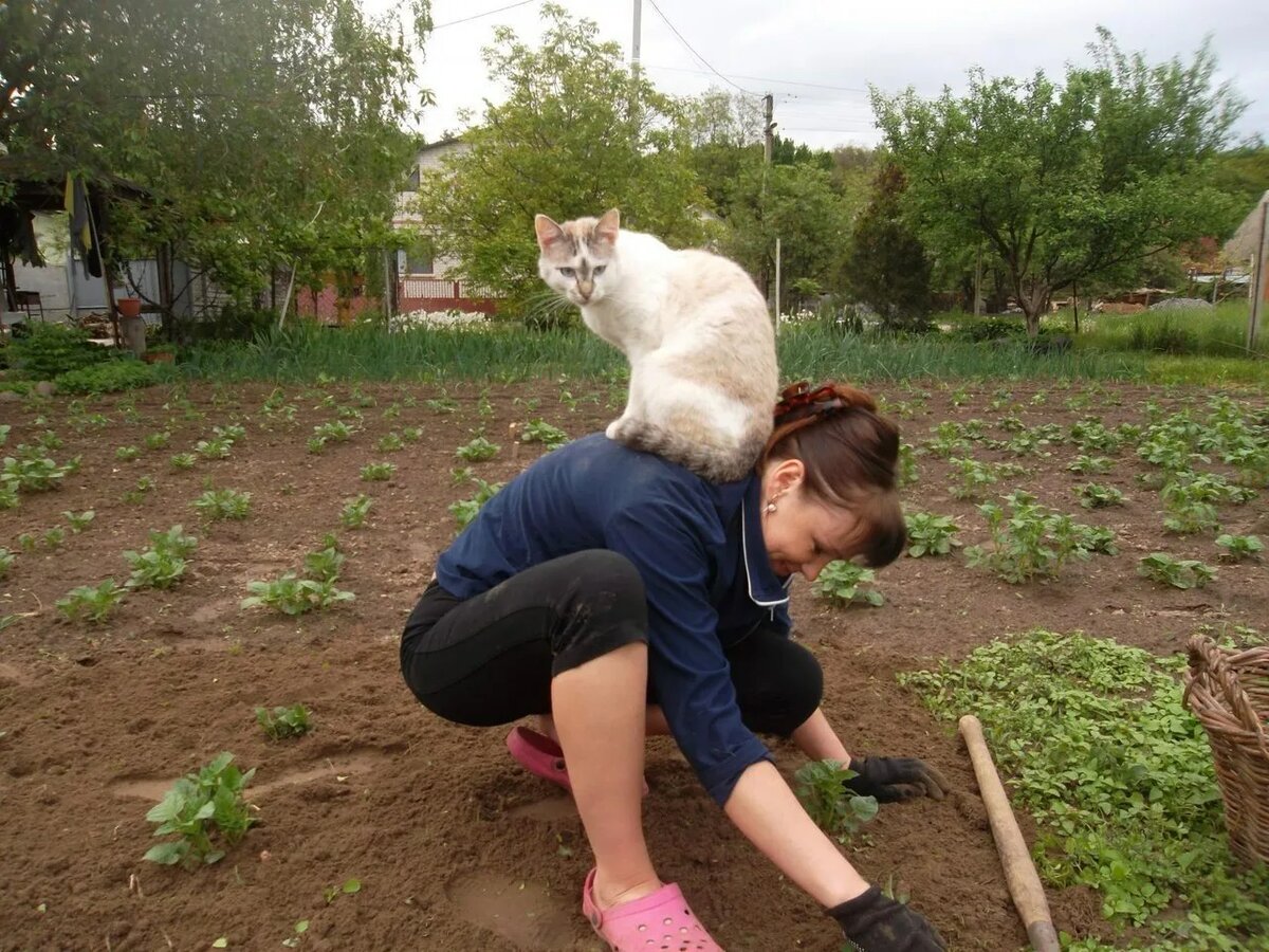 Хозяйка, защити меня от той мышки!!!