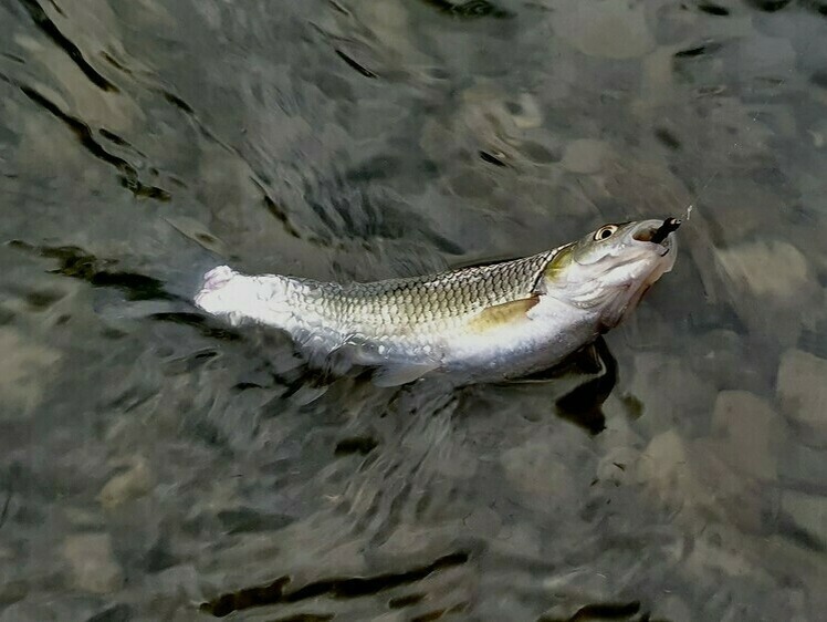     Фото: Шеляга Геннадия.