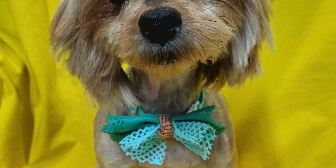 Йорик Рада всё ещё бездомыш.