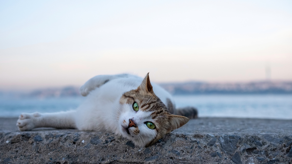 Кот лежит на солнце