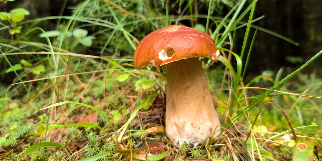 Раскрыты самые грибные места Подмосковья этой весной