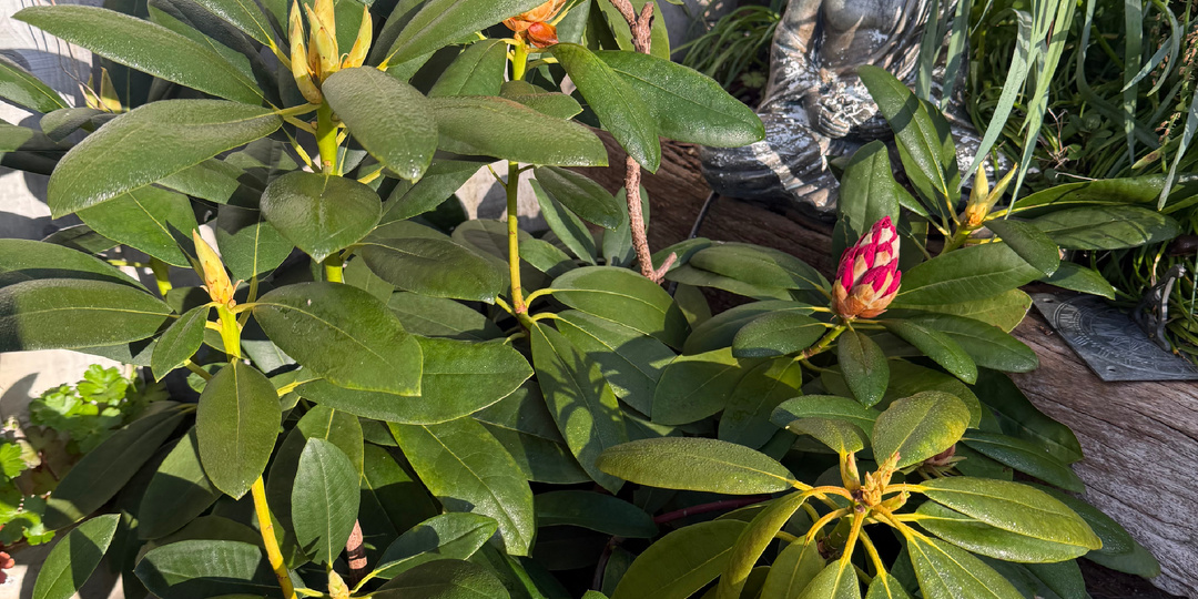 Для Дзена теперь нужен VPN.