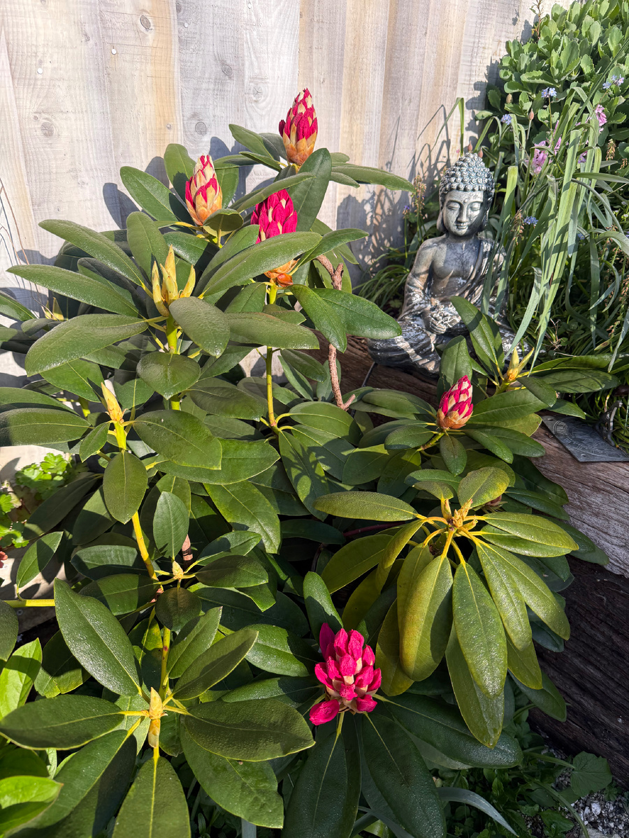 Рододендрон зацветает. Апрель 2026. Фотография из личного архива. 