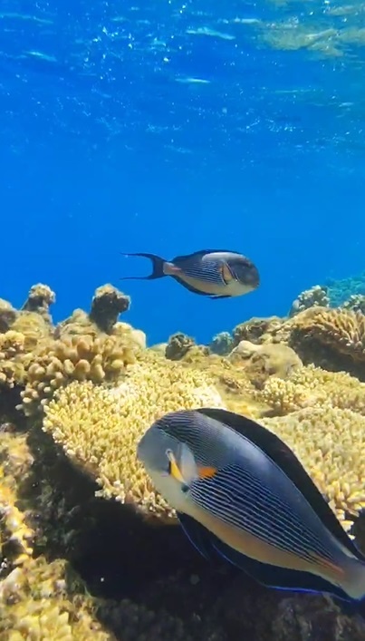 Рыбки в Красном море