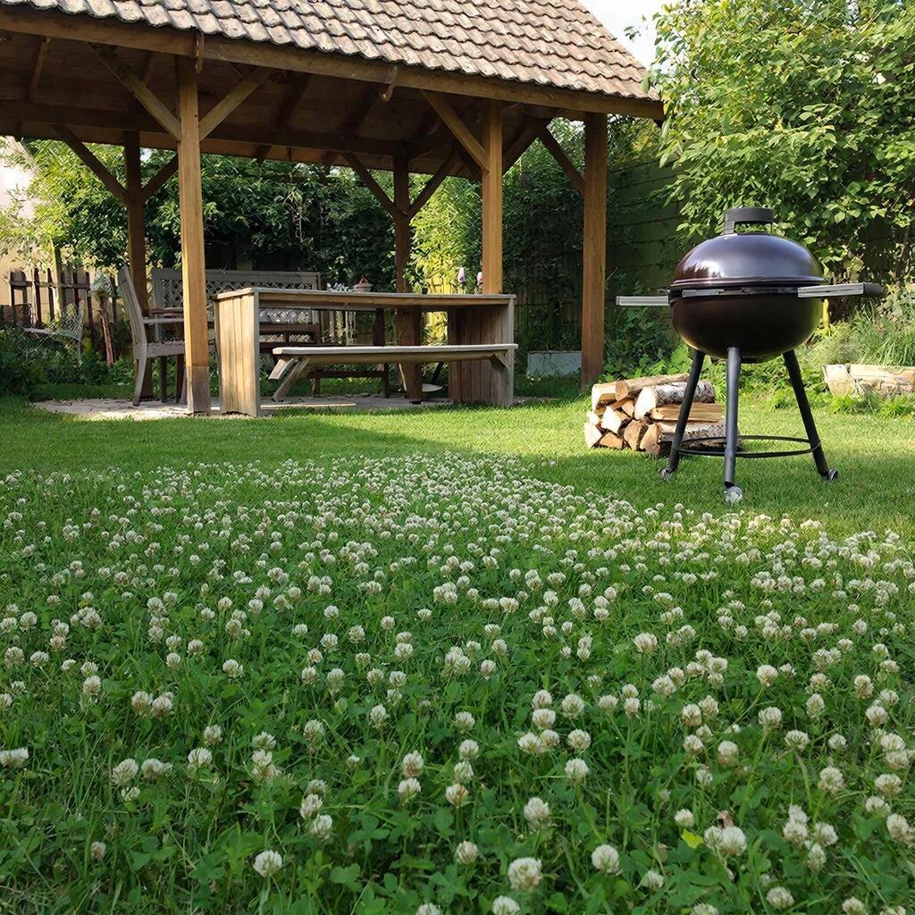 Белый клевер создаёт плотный, мягкий газон — по нему приятно ходить босиком, он не вытаптывается так быстро, как обычная трава. Плюс — почти не требует стрижки: растёт невысоко и держит форму. Вот почему белый клевер — отличный выбор для красивого газона. Иллюстрация автора.