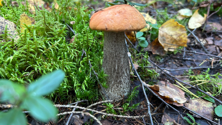    Фото progorod43.ru
